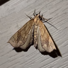 Eulithis gracilineata