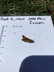 Atalopedes campestris