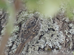 Certhia brachydactyla