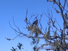Fringilla coelebs maderensis