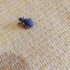 Pantomorus cervinus