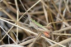 Chorthippus dorsatus