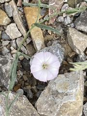 Convolvulus
