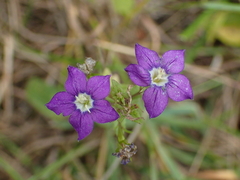 Legousia speculum-veneris