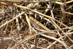 Chorthippus dorsatus