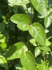 Lonicera japonica