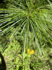 Pinaceae