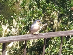 Fringilla coelebs maderensis