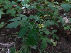 Geum × catlingii