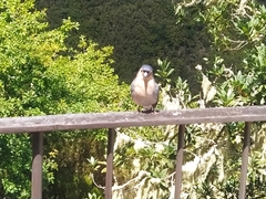 Fringilla coelebs maderensis