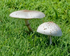 Chlorophyllum molybdites image