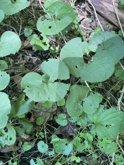 Asarum