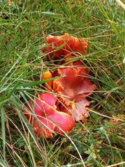 Hygrocybe coccinea