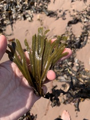 Fucus distichus