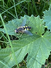 Helophilus latifrons