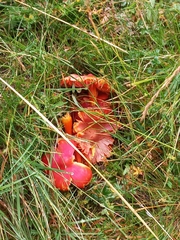 Hygrocybe coccinea