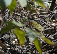 Poecilotriccus plumbeiceps