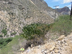 Myrtillocactus geometrizans