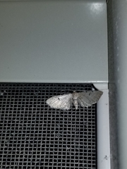 Eupithecia miserulata