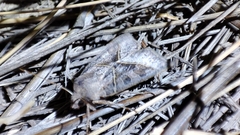 Mesogona oxalina