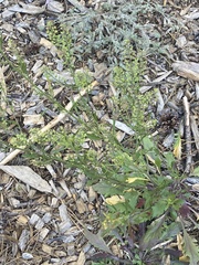 Lepidium