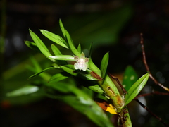 Dichaea venezuelensis