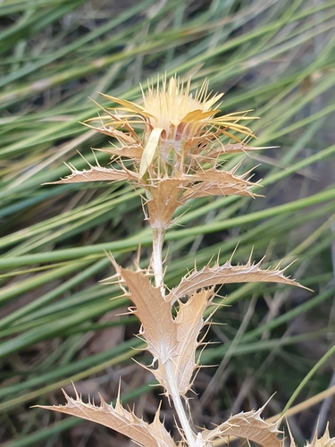 Carlina hispanica image