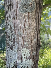 Parmelioideae