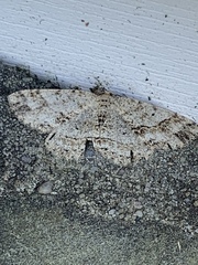 Melanolophia canadaria