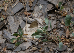 Pseudochazara pelopea