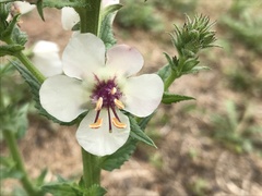 Verbascum blattaria