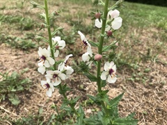 Verbascum blattaria