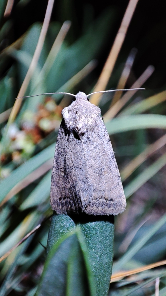 Caradrina terrea
