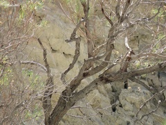 Salpinctes obsoletus