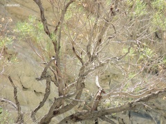 Salpinctes obsoletus