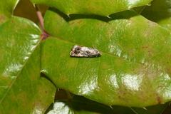 Epinotia subocellana