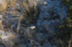 Ptyonoprogne rupestris