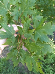 Acer saccharinum
