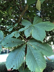 Aesculus hippocastanum