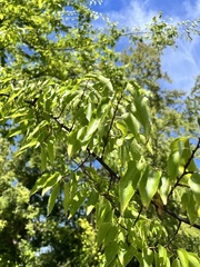 Celtis occidentalis