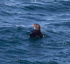 Cerorhinca monocerata