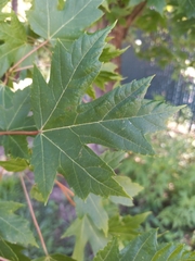 Acer saccharinum