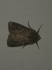 Apamea devastator