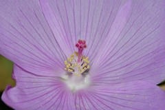 Hibiscus phoeniceus