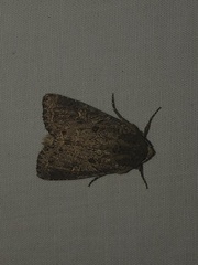 Apamea devastator