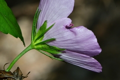 Hibiscus phoeniceus