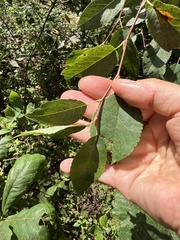 Amelanchier arborea