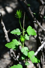 Hibiscus phoeniceus