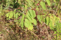 Apocynum androsaemifolium