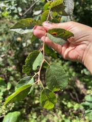 Amelanchier arborea
